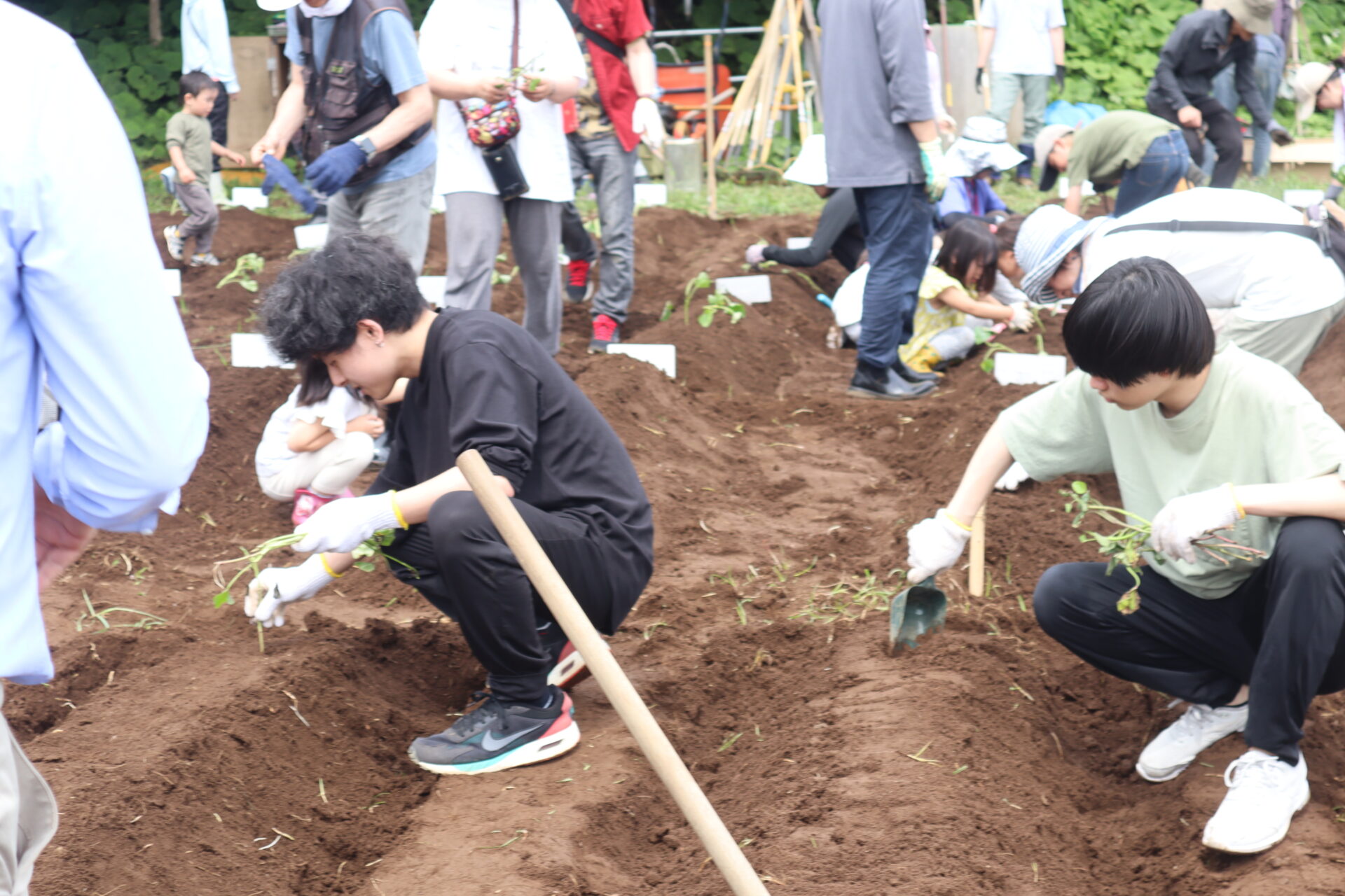 サツマイモ植付＠多摩市農業公園